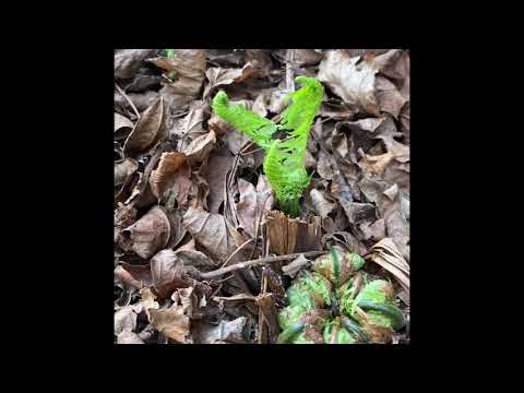 OSTRICH FERNS | Grow in full shade for TALLER Fronds