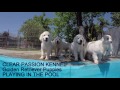 Cachorros de Golden Retriever disfrutan del agua por primera vez