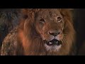 FILM OF THE DAY The Lion 1962