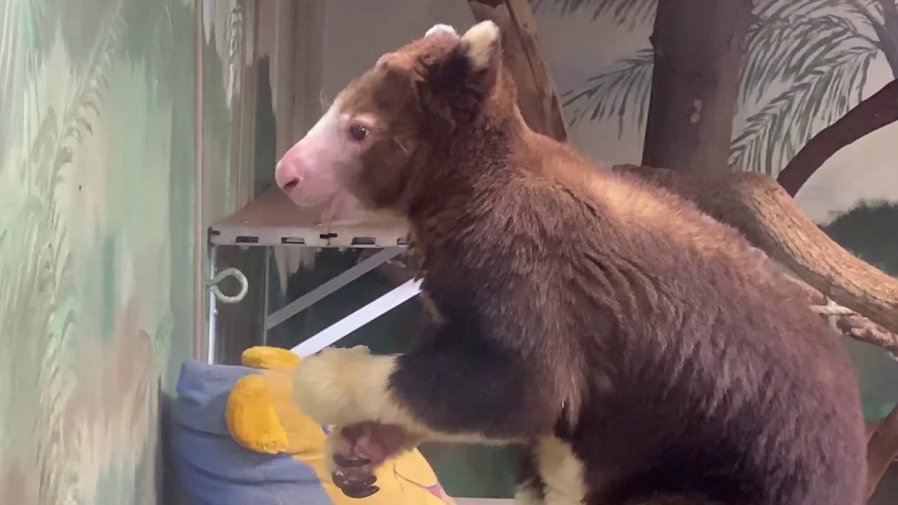 Keeper Corner: Tree Kangaroo