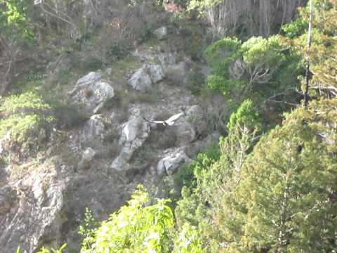 Condor Chick 501 learning to fly in Big Sur