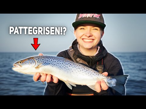 Springtime Spin Fishing For Sea Trout (Does The Dropper Fly Actually Work!?)