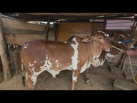 NELORE VERMELHO A VENDA EM SANTA CRUZ DO CAPIBARIBE-PE 
