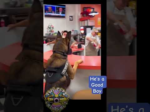 Pup-cup Police k9 earns a treat #puppers #shorts #funny  #police #k9cop #k9 #pupcup #fyp #fy #viral