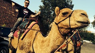 We're Going To Dubai! Bring In The Camels...
