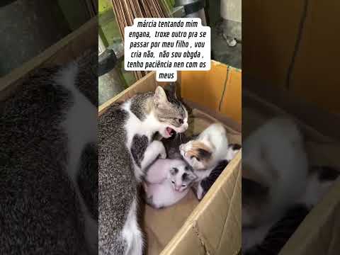 aí não dá Márcia 🐈 #cat #catlove #funny 😸