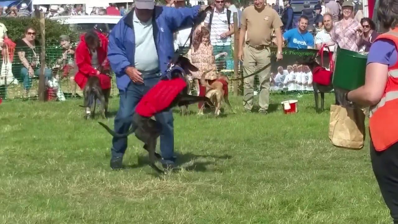 Tractorfest 2016 - Doggies Games