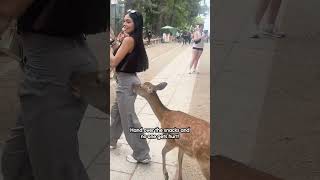FoOoOoOOD Fight!!! 💥 Animal edition! 🤣