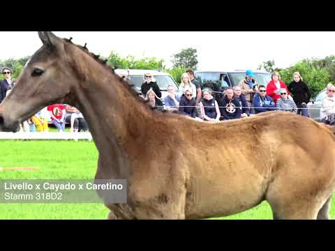 Fohlenprämierung Föhr 2020 | Hengst | St. 318D2 | Livello x Cayado x Caretino | Peter Diedrichsen