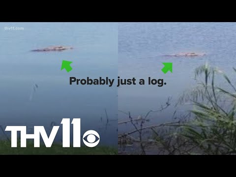Are there alligators in Lake Hamilton? | thv11.com