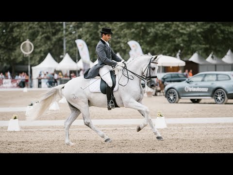 **SOLD** Piro free Lusitano gelding competing in Grand Prix (REF#354)