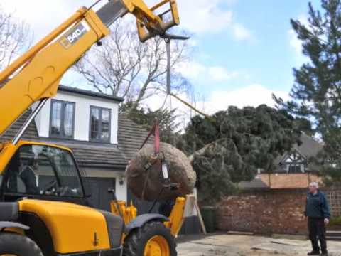 Large Pinus nigra planting