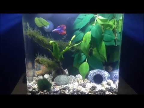 Betta Fish Tank / Aquarium [Double Tail Betta] (3 Gallon Nano Tank)