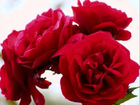 INESSA GALANTE sings Amarilli mia bella by Caccini - Decor: Roses in our garden HD - (Lyric INFO)