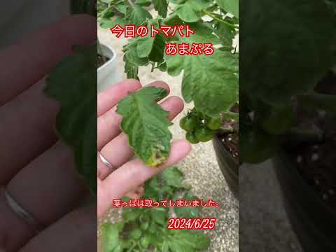 トマト-サポート-金属-トレリス-若い植物-クローズビュー