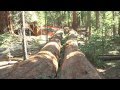 Giant Sequoia Fall 