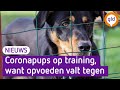 Na corona meer honden met gedragsproblemen