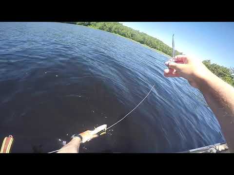 Flog 10: Browning Pond