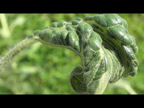 AGRO PREPORUKA - Suncokretu preti plamenjača