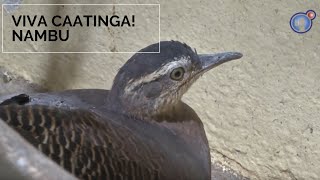 Miniatura do vídeo