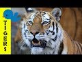 Tigers for Little Ones: Preschool Learning about Tigers for Kids - FreeSchool Early Birds