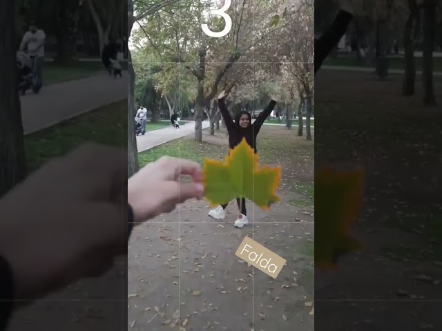 Vídeo relacionado con 150 piezas de hojas de arce artificiales de otoño, planta de hoja de arce simulada, decoración de fiesta de bodas en el aula interior para bodas, accesorios de escena fotográfica, fiestas de otoño.