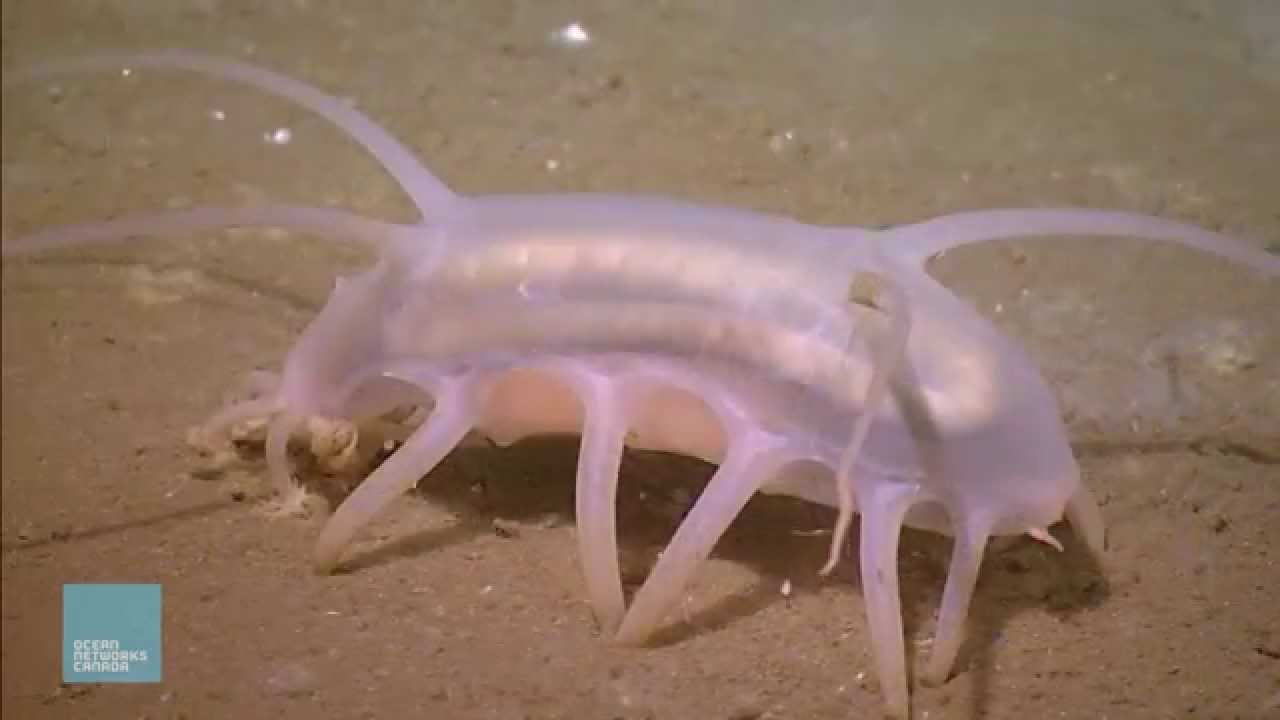 Creatures of the Deep | Sea Pig Video facade placeholder
