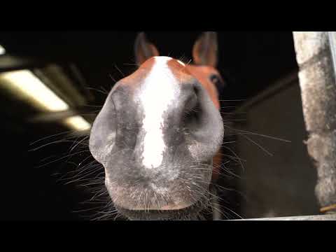 Pferdesporttage 2022 Reitanlage Poel  Aftermovie