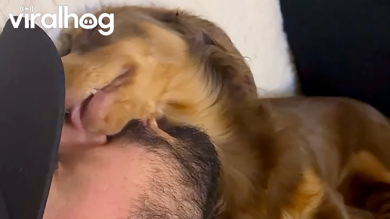 Mini Dachshund Loves Licking Dad's Face || ViralHog