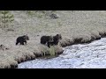 Grizzly Cubs Screaming At Mom