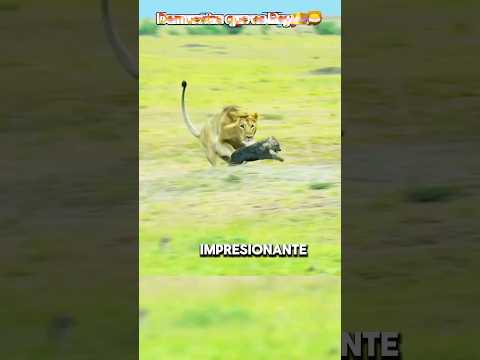 Impressive how a small hyena looks after lion bites 🦁 #animals #lion #hyena #pack #shorts