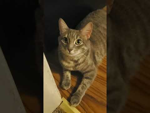 Toshiko the girl wonder