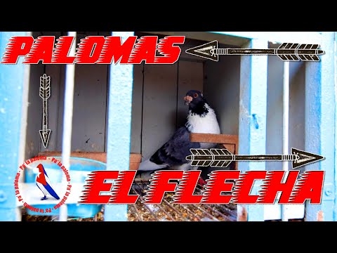 Palomar del Flecha - His pigeons and how he keeps them