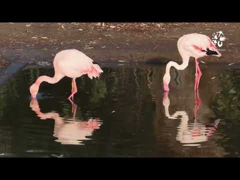 Okouzlující plameňáci růžoví v dolní části zoo