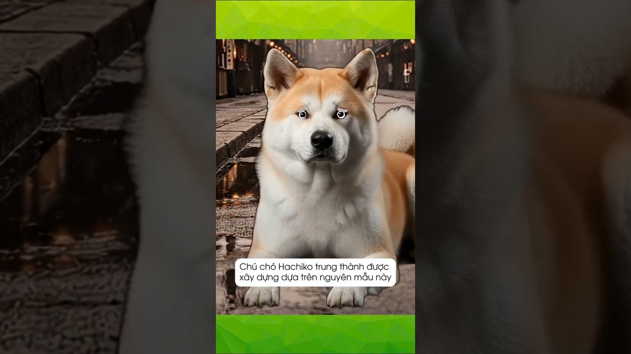 Chú chó trung thành nhất thế giới