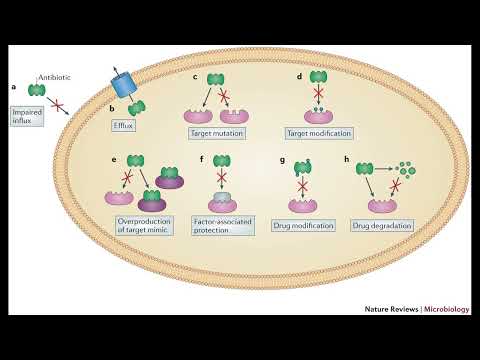 💊 Antibiotics: Microscopic Warriors vs. Bacteria! 💥 How They Fight & Win (Or Do They?) 🦠
