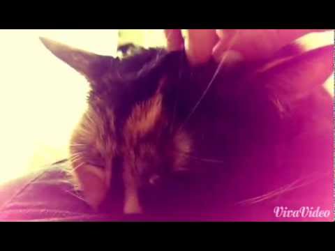 This is how you pet the kitty