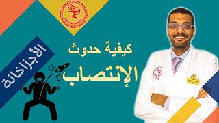 كيف يحدث الإنتصاب، الآلية المدهشة خطوة بخطوة، وما هو دور الفياجرات