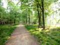 Great Bedwyn Walk In The Woods