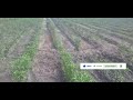 My Mirchi Thota Mirapa Sagu Telugu Rythu Jeevitham Telugu Farmer Youtube Mirapa Mirchi
