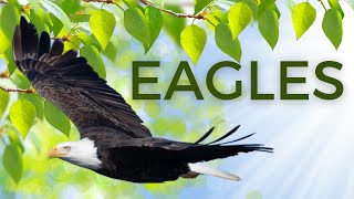 Everything You Didn’t Know About Eagles | Facts and Types of Eagles