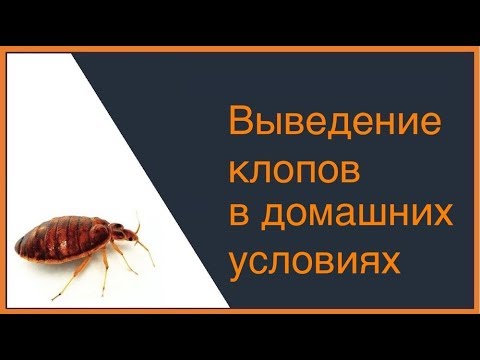 Как вывести постельных клопов в домашних условиях ?