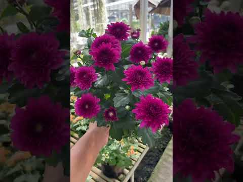 bunga krisan #plants #tanamanhias