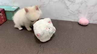 ハーフ犬の動画01