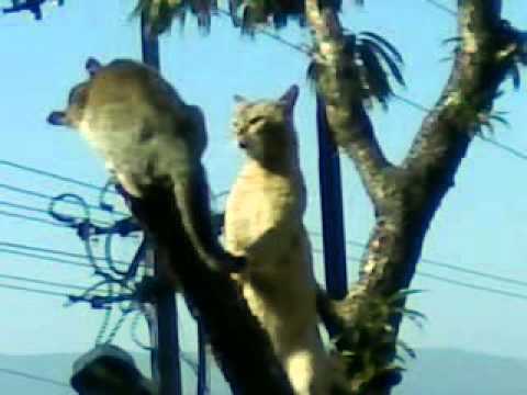 Scratchy Cat Fight