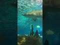 Ripley's Aquarium Toronto Promo Code