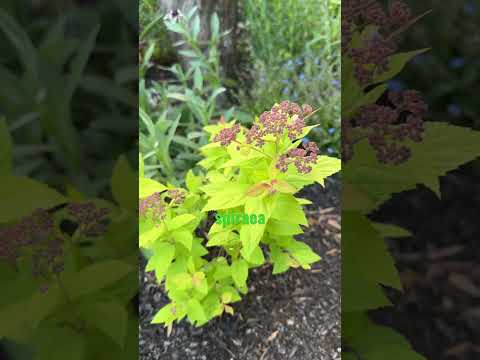 赤い葉を持つ低木 – 庭を美しくする 18 のアイデア  庭園