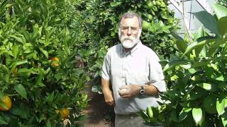 Bob Duncan: growing oranges in Canada