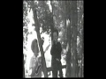 Chicken In The Tree Sesame Street Cover