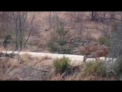 Djuma: Kudus and Impala - 15:20 - 08/31/19